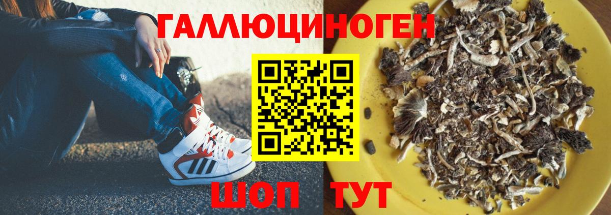 Каменск-Шахтинский  Галлюциногенные грибы Psilocybine cubensis  Вход с VPN 